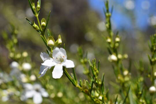 Image de Prostanthera nivea A. Cunn. ex Benth.