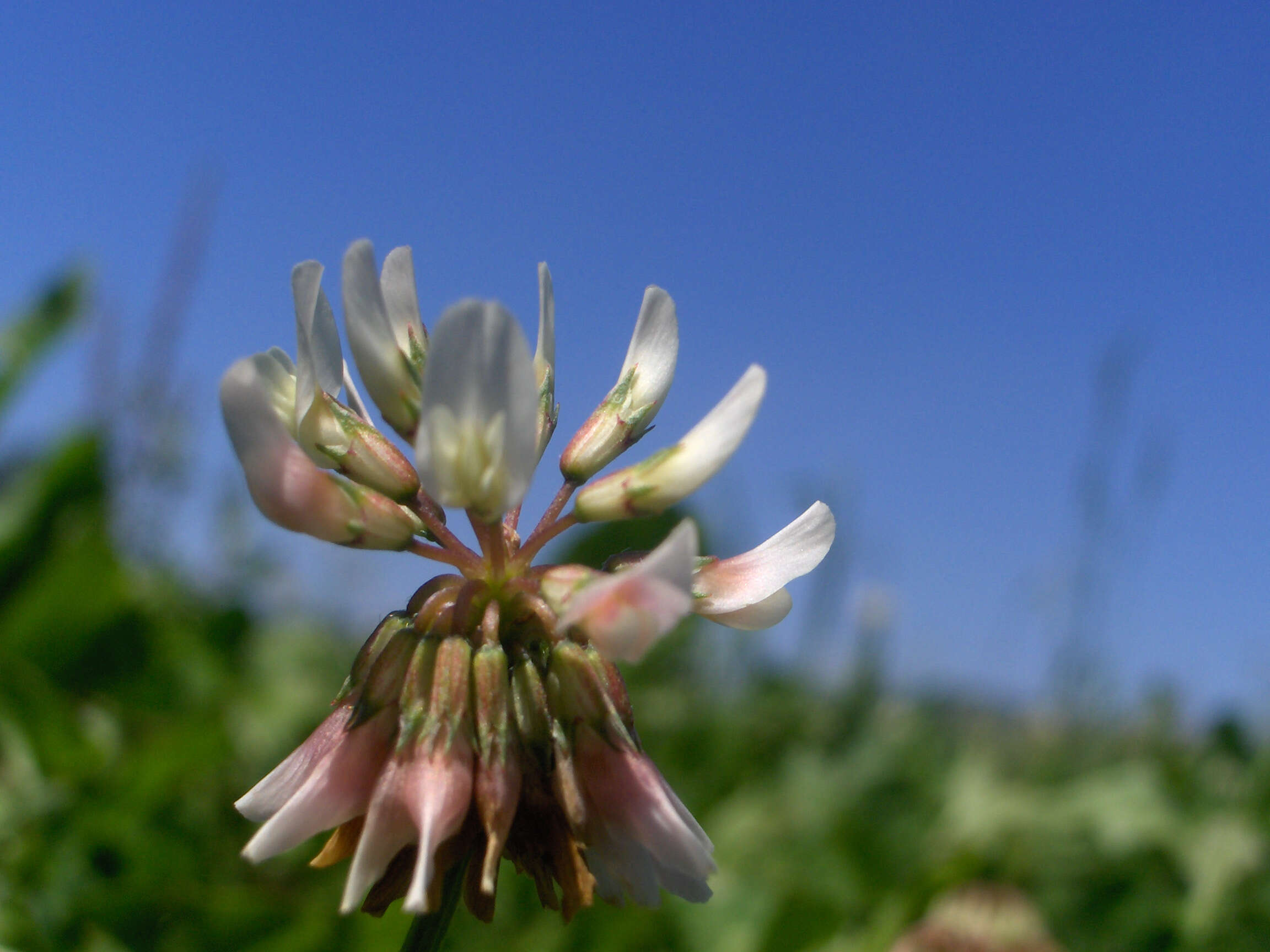 Image of white clover