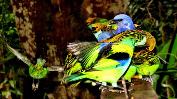 Image of Gilt-edged Tanager