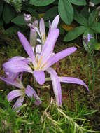 Image of autumn squill