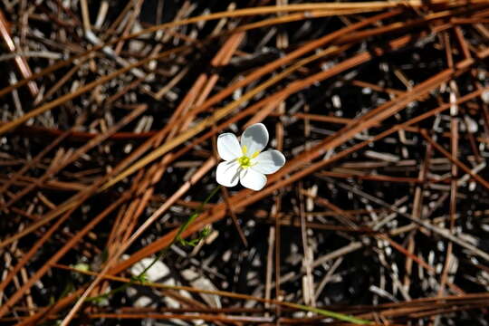 Image of shortleaf rose gentian