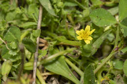 Image of Hyoseris scabra L.