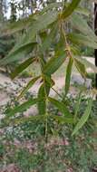 Image of river peppermint gum