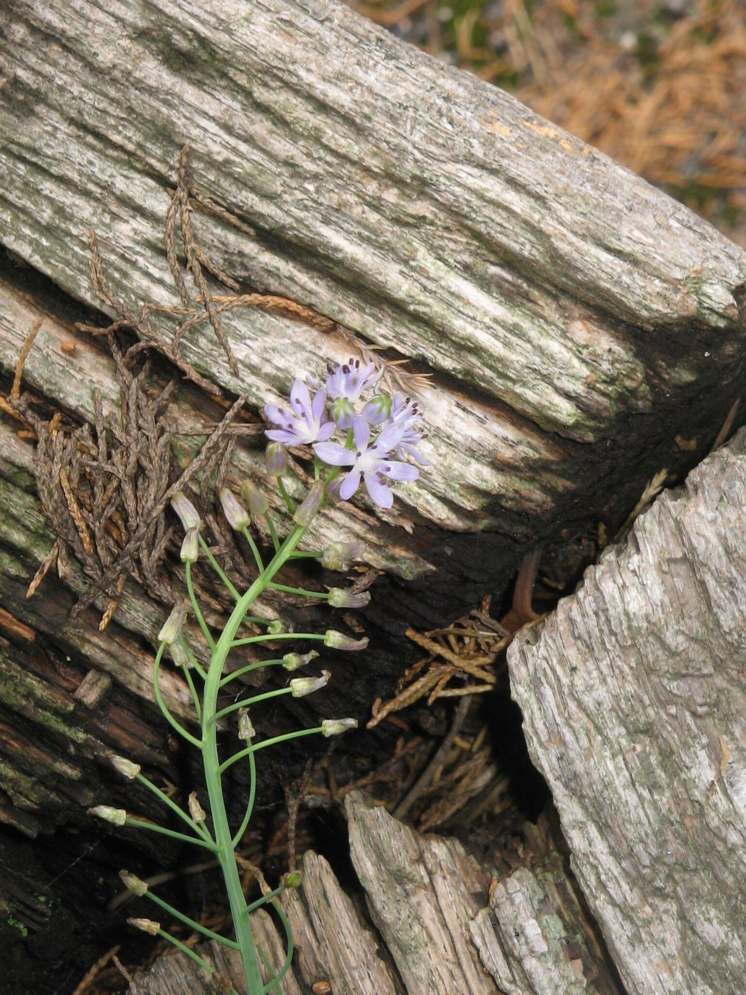 Image of autumn squill