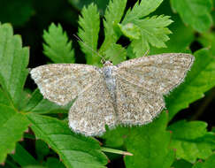 Scopula immorata Linnaeus 1758 resmi