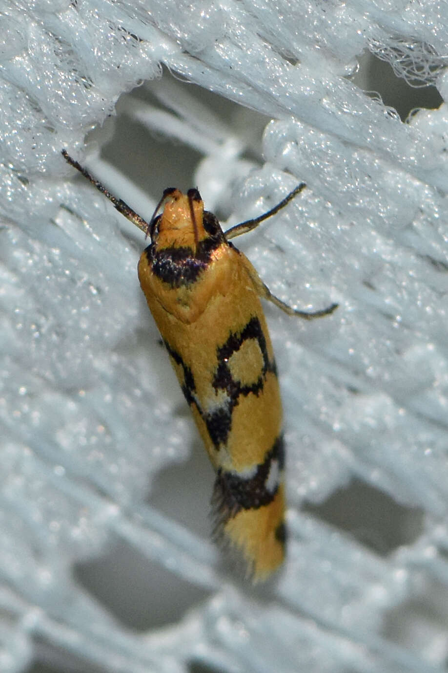 Image of Tanyzancla calliophthalma (Meyrick 1889)