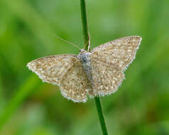 Scopula immorata Linnaeus 1758 resmi