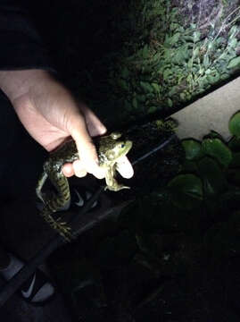 Image of American Bullfrog