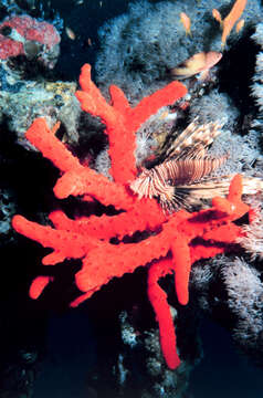 Image of Common lionfish