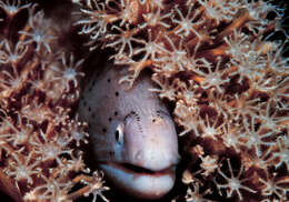 Image of Geometric moray