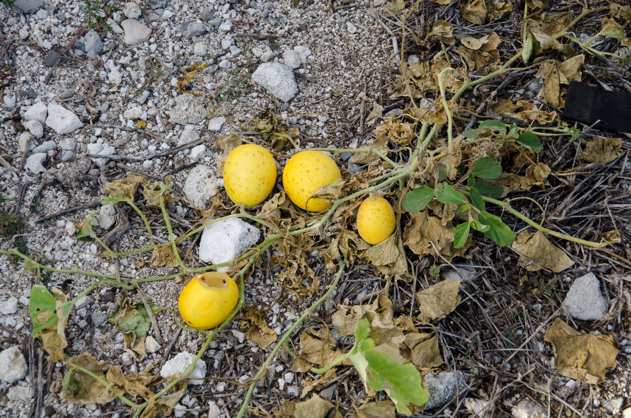 Image of Cucumis melo var. agrestis Naudin