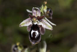 Слика од Ophrys reinholdii Spruner ex Fleischm.