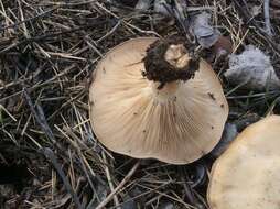 Image of Clitocybe brunneocephala H. E. Bigelow 1982