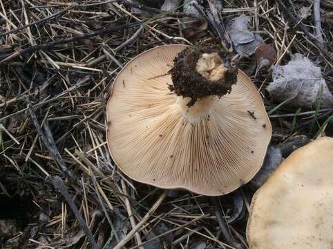 Image of Clitocybe brunneocephala H. E. Bigelow 1982