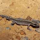 Image of Ornate Stone Gecko