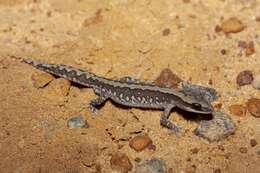 Image of Ornate Stone Gecko