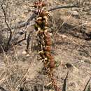Aloe petricola Pole-Evans resmi