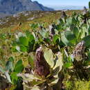 Image de Protea grandiceps Tratt.