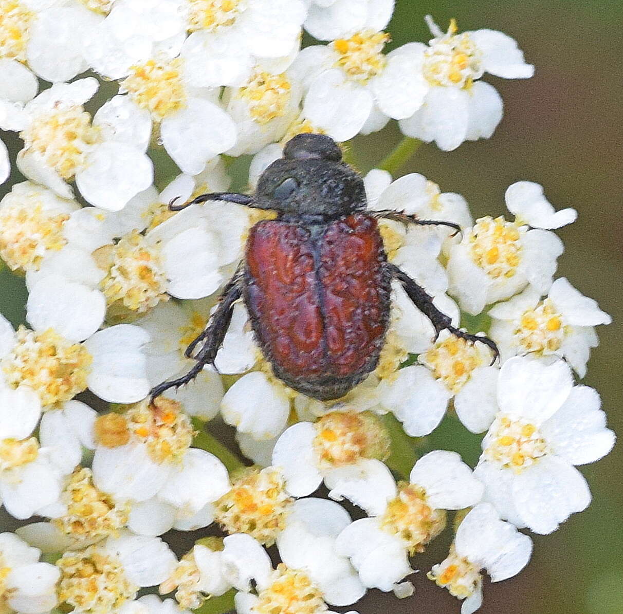 Imagem de Blitopertha (Blitopertha) lineolata (Fischer von Waldheim 1823)