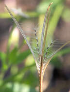 Imagem de Epilobium tetragonum L.