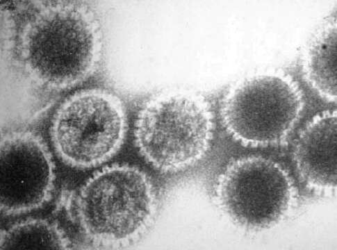 Image of Simplexvirus