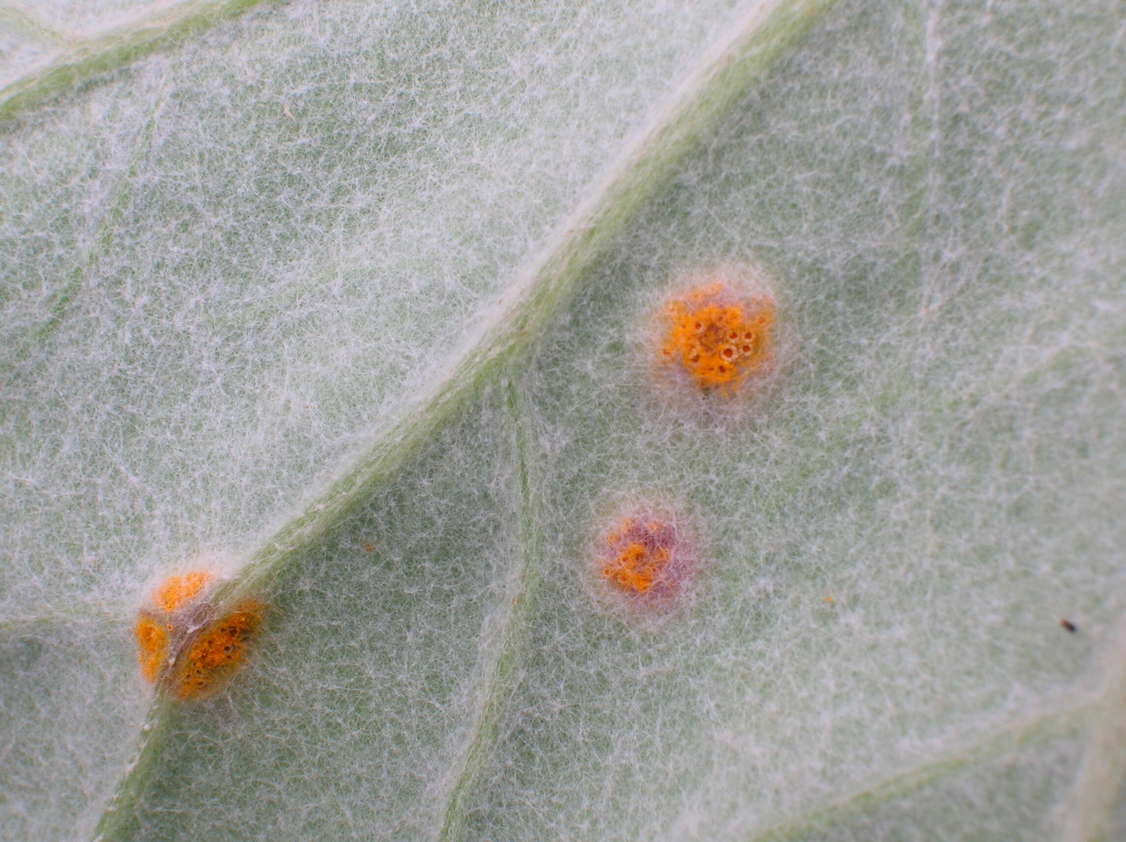 Image of Puccinia poarum Nielsen 1877