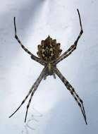 Image of Argiope lobata (Pallas 1772)