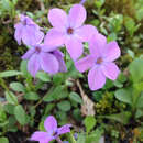 Imagem de Phlox stolonifera Sims