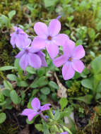 Image of creeping phlox