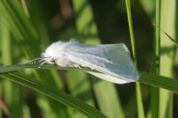 Image of Virginian Tiger Moth