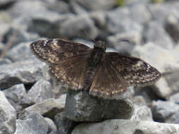 Image de Erynnis lucilius Scudder & Burgess 1870