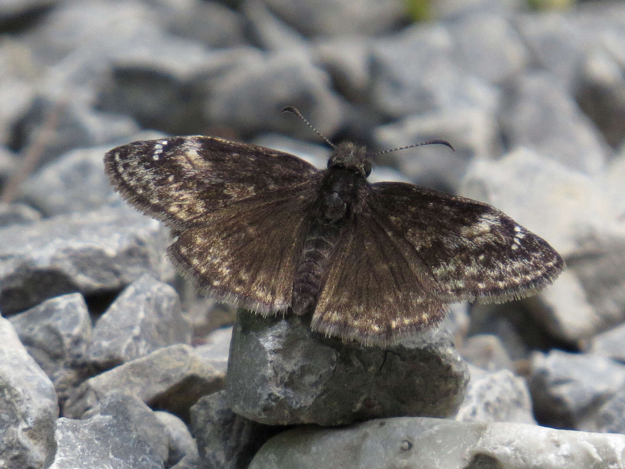 Image de Erynnis lucilius Scudder & Burgess 1870