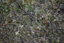 Image of Pied-crested Tit-Tyrant