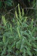 Image of ragweed