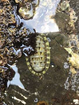 Image of smooth Panama chiton