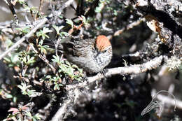 Image of White-browed Tit-Spinetail