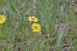 Image of Ixeris chinensis subsp. versicolor (Fisch. ex Link) Kitam.