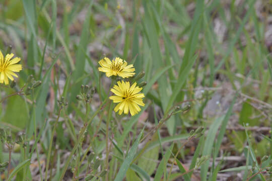 Image of Ixeris chinensis subsp. versicolor (Fisch. ex Link) Kitam.