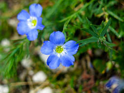 Imagem de Linum alpinum subsp. julicum (Hayek) Hegi