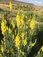 Plancia ëd Linaria ventricosa Cosson & Bal.