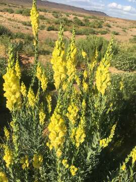 صورة Linaria ventricosa Cosson & Bal.