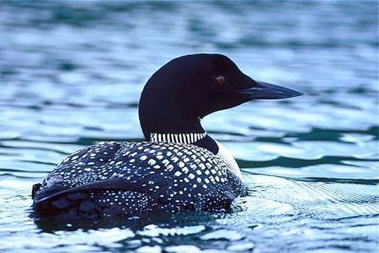 Image of loons