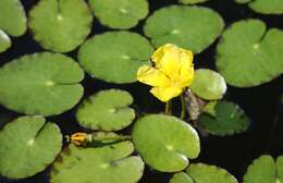 Image of yellow floatingheart