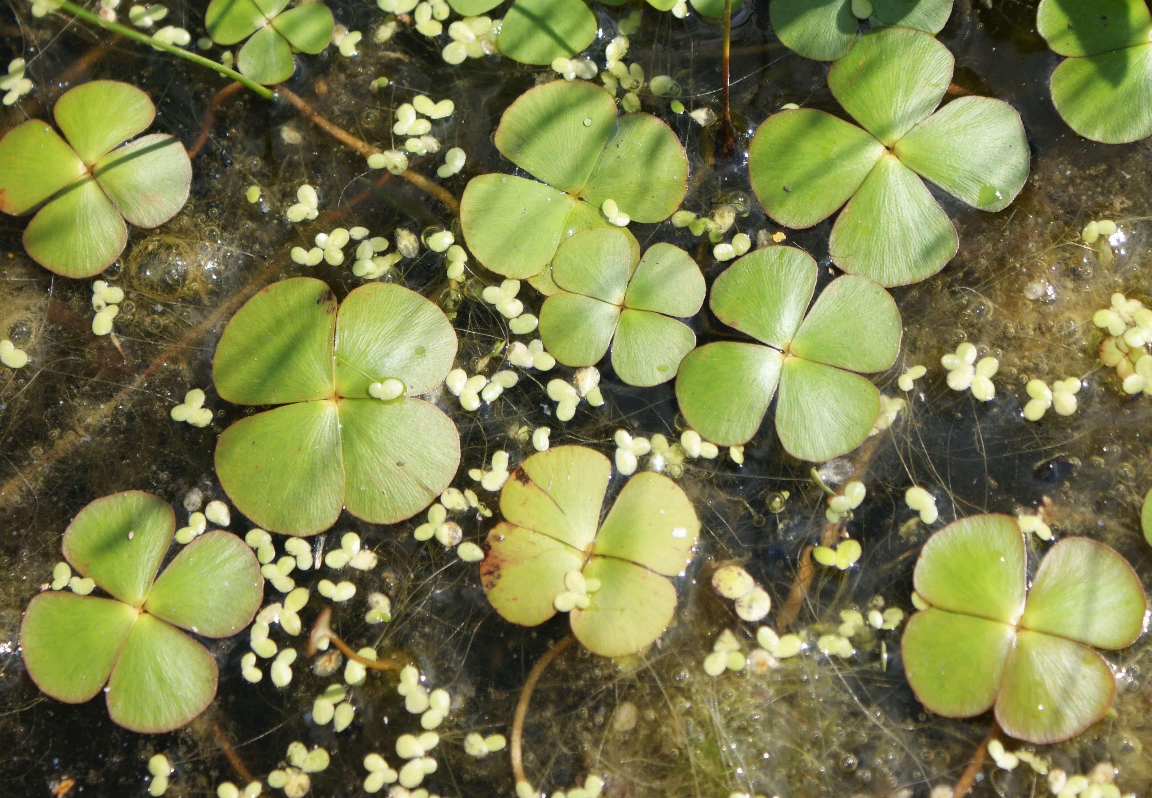 Plancia ëd Marsilea quadrifolia L.