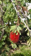 Image of crimson bottlebrush