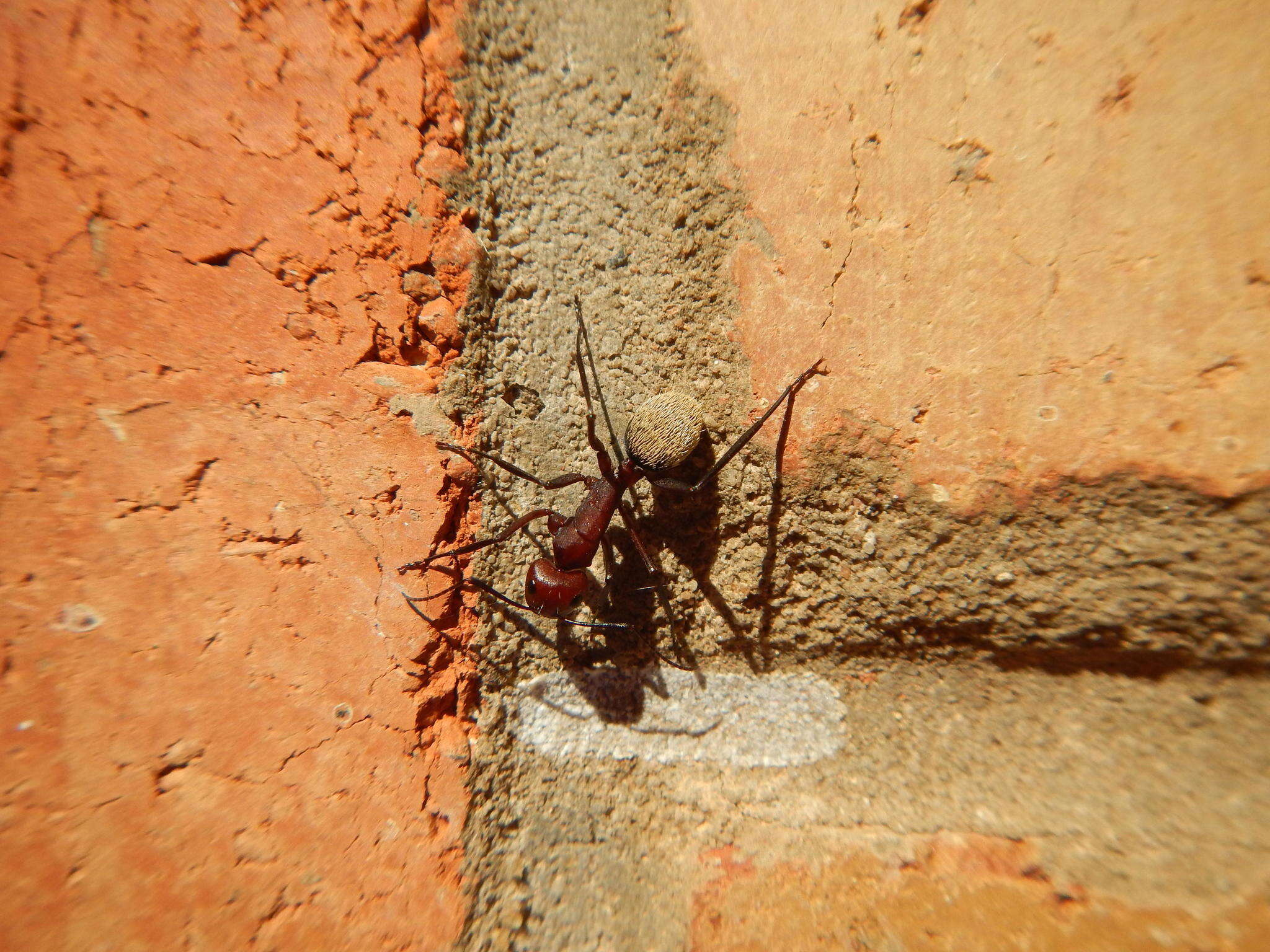 Plancia ëd Camponotus storeatus Forel 1910