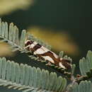 Image of Macrobathra desmotoma Meyrick 1886