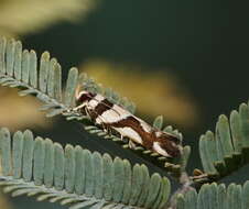 Image of Macrobathra desmotoma Meyrick 1886