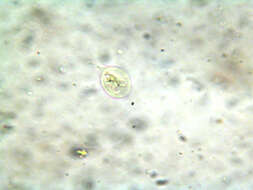 Слика од Giardia intestinalis