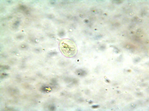 Imagem de Giardia intestinalis